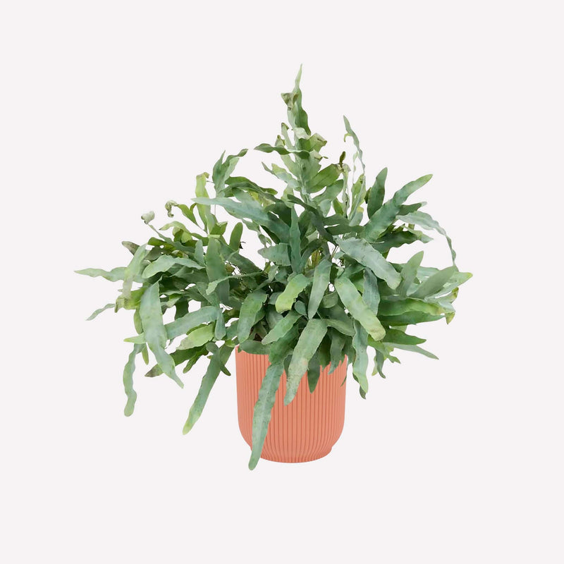 Zinkvaren in oudroze plastic pot