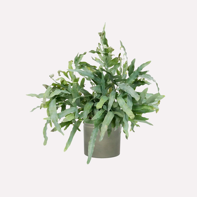 Zinkvaren in grijsgroene keramieken pot