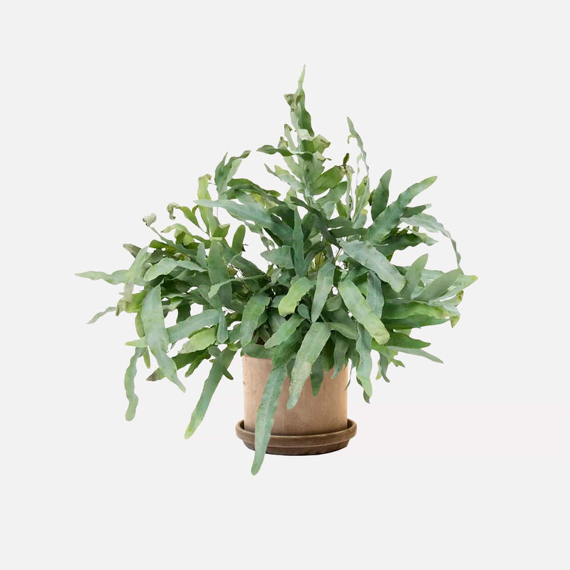 Zinkvaren in grijze terracotta pot