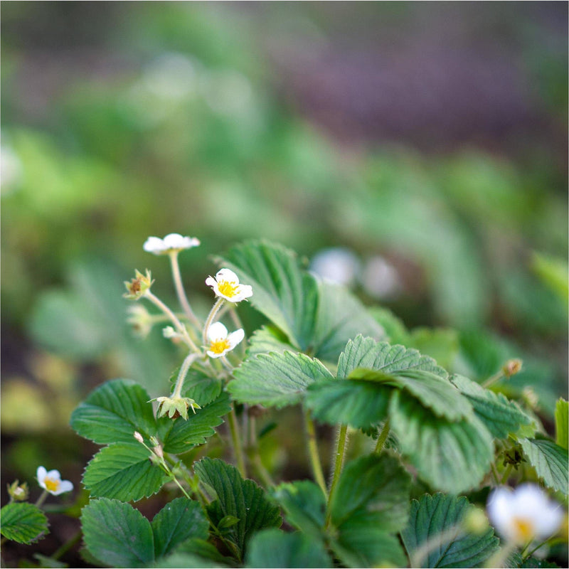 aardbeienplant, groene blaadjes en kleine, witte bloemetjes met een geel hartje.