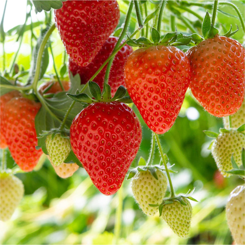 Biologische Aardbeien hangend, een paar rijpe rode en een paar groene. 