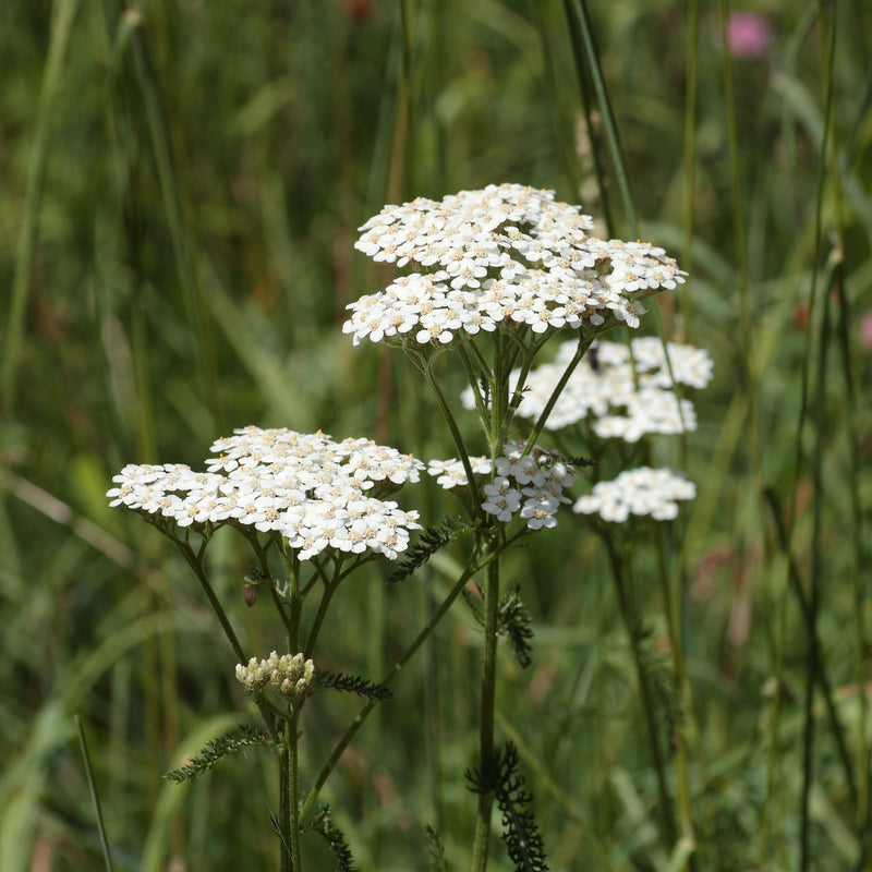 duizendblad, witte schermbloemen in grasland