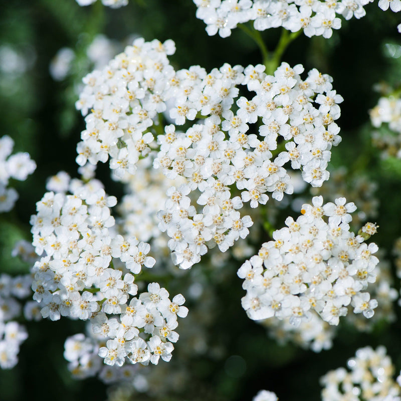 biologische duizendblad, witte schermbloem