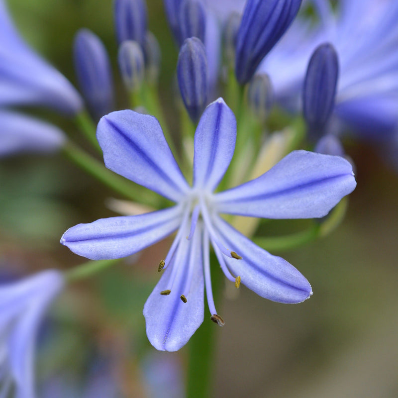 Afriaanse lelie, klein blauw bloemetje