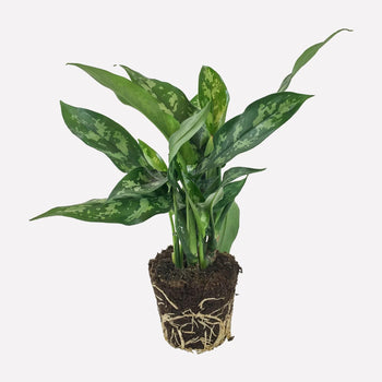 Aglaonema Maria Aglaonema Maria