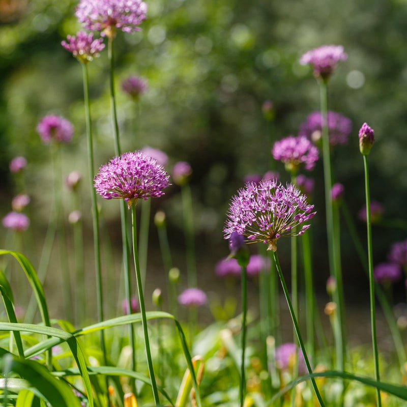 Tuin met bloeiende allium purple sensation