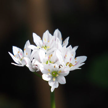 Allium neapolitanum Allium neapolitanum