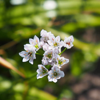 Allium neapolitanum Allium neapolitanum