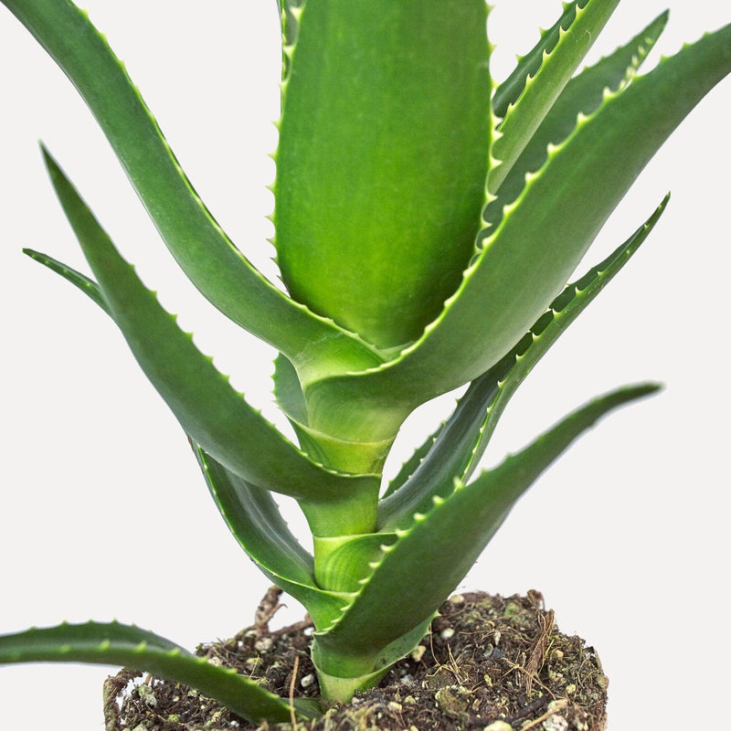Aloë delaetii, vetplant met dikke, puntige bladeren.