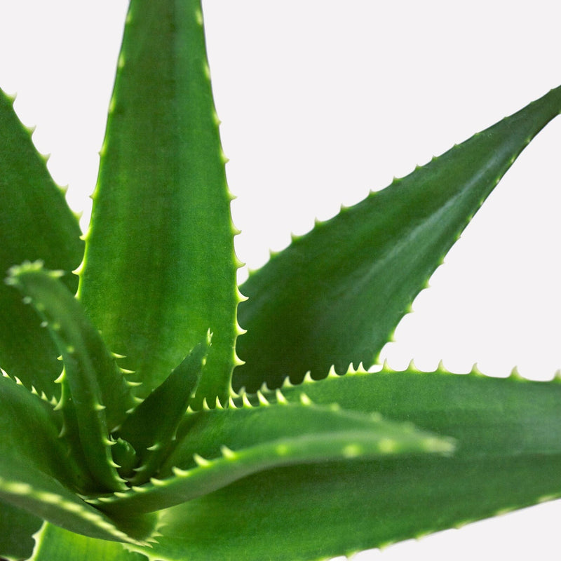 Aloë delaetii, vetplant met dikke, puntige bladeren.