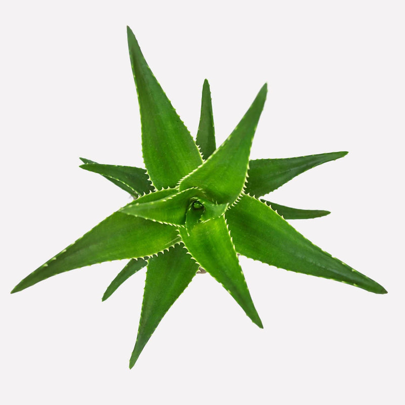 Aloë delaetii, vetplant met dikke, puntige bladeren.