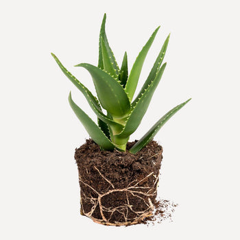Aloë delaetii BIO Aloë delaetii BIO