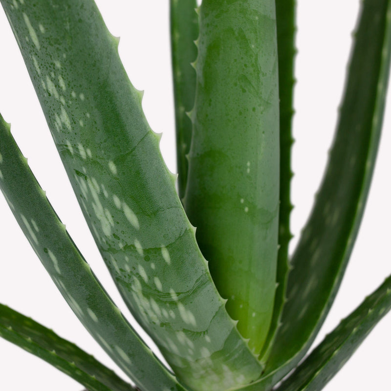 aloe vera, close up van dikke bladeren