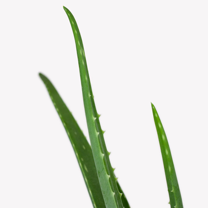 aloe vera, close up van puntige stengel