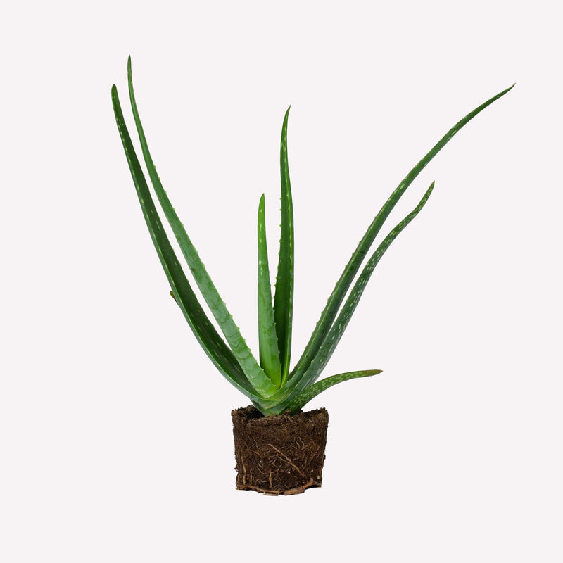 aloe vera, hele plant met kluit
