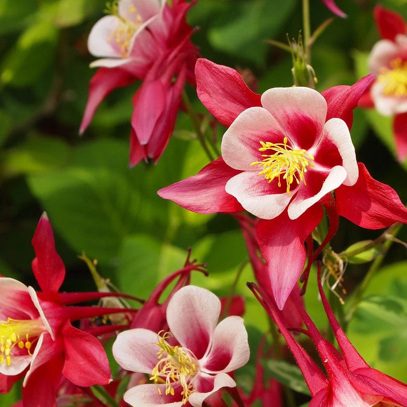 biologische aquilei akelei met de naam crimson star in volle bloei.