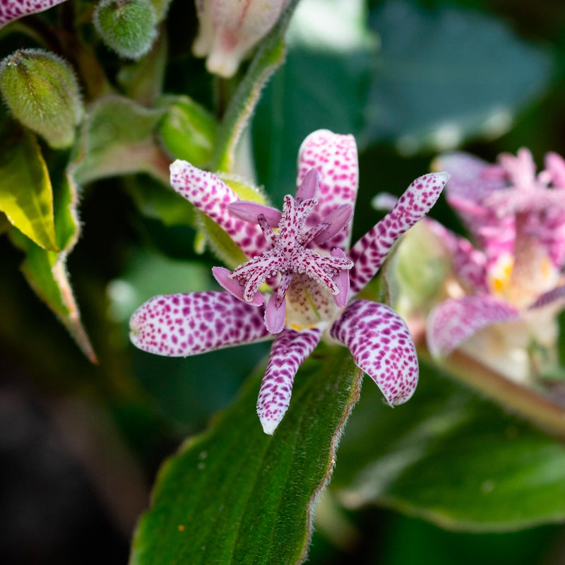 Armeluisorchidee