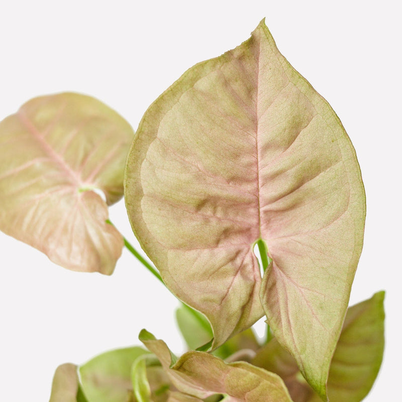 aronskelk, klein plantje met lichtroze blaadjes.