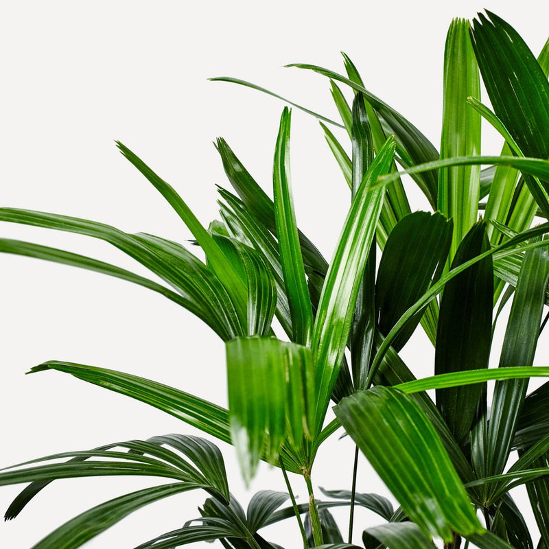 Groene bladeren bamboepalm