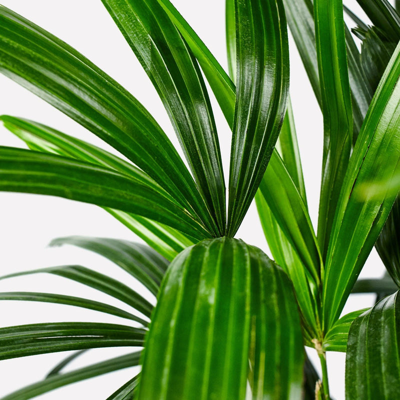 Groene glanzende bladeren bamboepalm