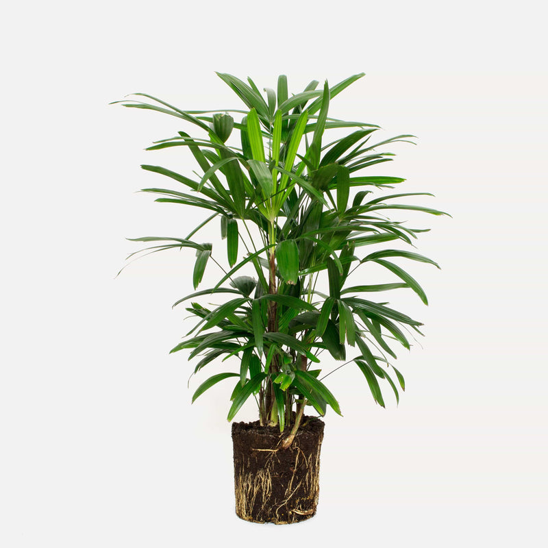 Groene kamerplant bamboepalm