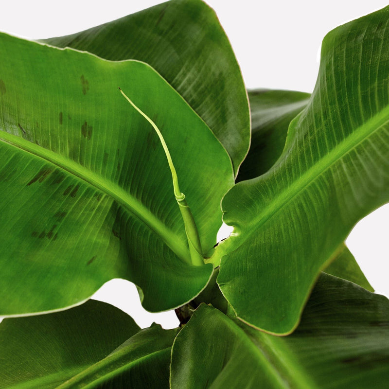 bananenplant, closeup met nieuw blad. 