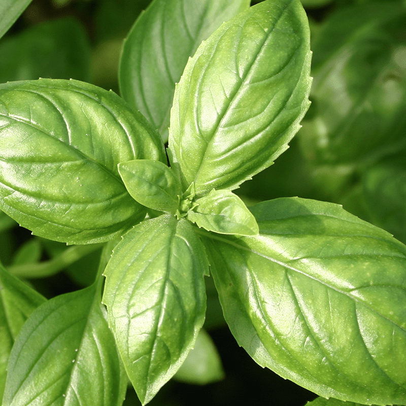 Close up van bovenkant groen generfd en gekarteld Basilicum blad