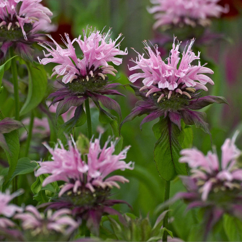 bergamotplant, lichtroze bloemen in de vorm van een kroon op groene stengels.
