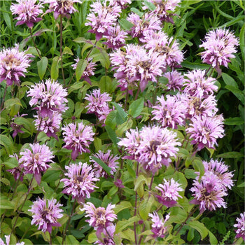 Bergamotplant Beauty of Cobham Bergamotplant Beauty of Cobham