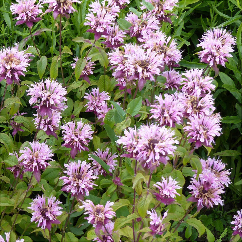 bergamotplant, lichtroze bloemen in de vorm van een kroon op groene stengels.