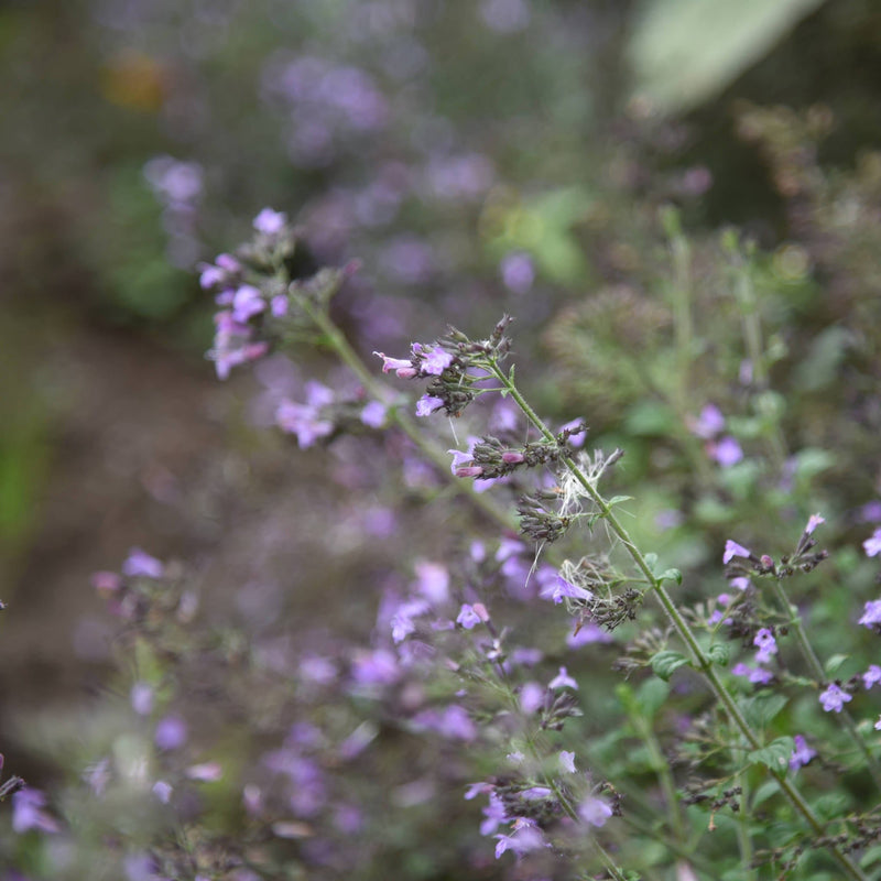 Bergsteentijm Marveletta Blue, lichtblauwe bloemetjes op groene takjes