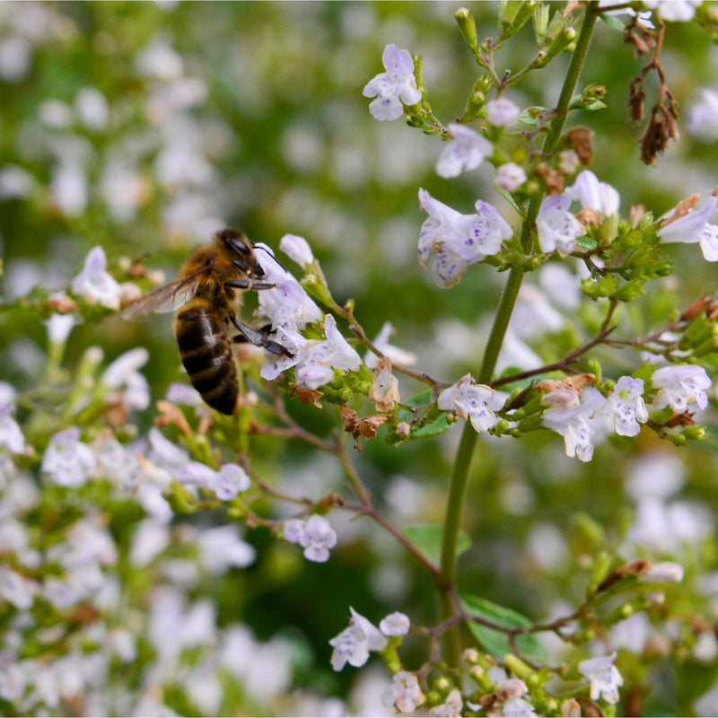 bergsteentijm, bij op witte bloem