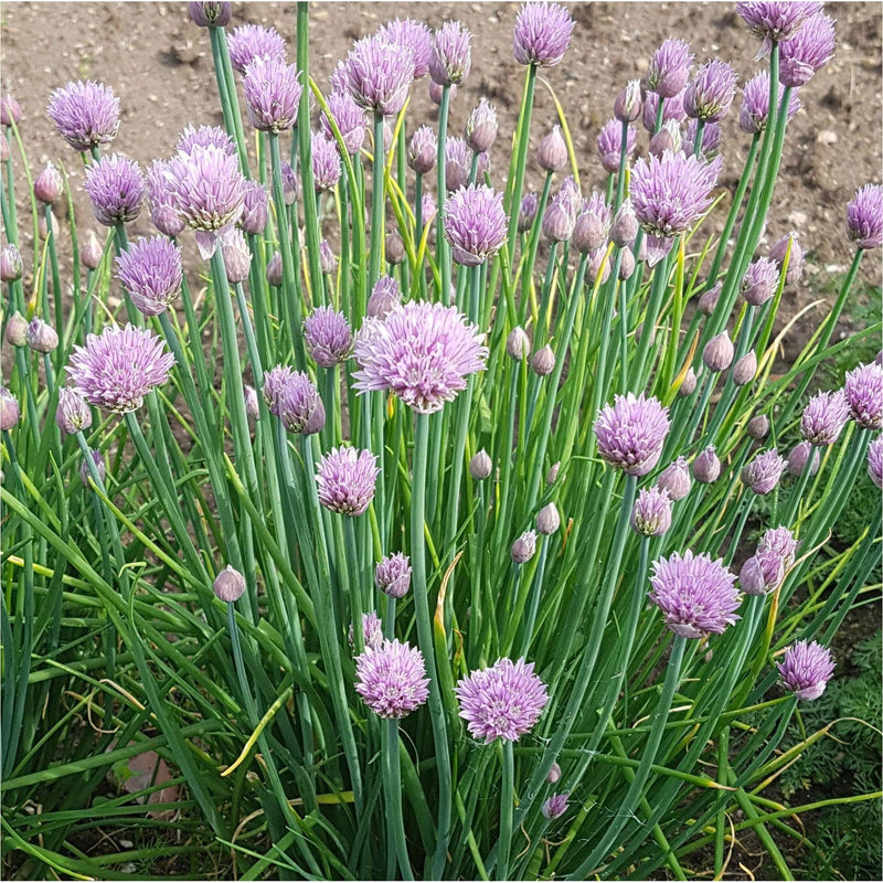 Bieslook, groene stengels met paarse bloemen op de top.