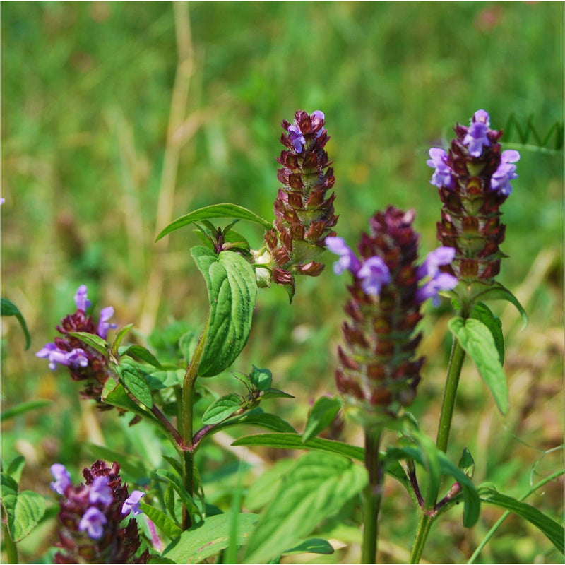 bijenkorfje, prunella vulgaris, in het groen met lange knoppen en kleine paarse bloemetjes.