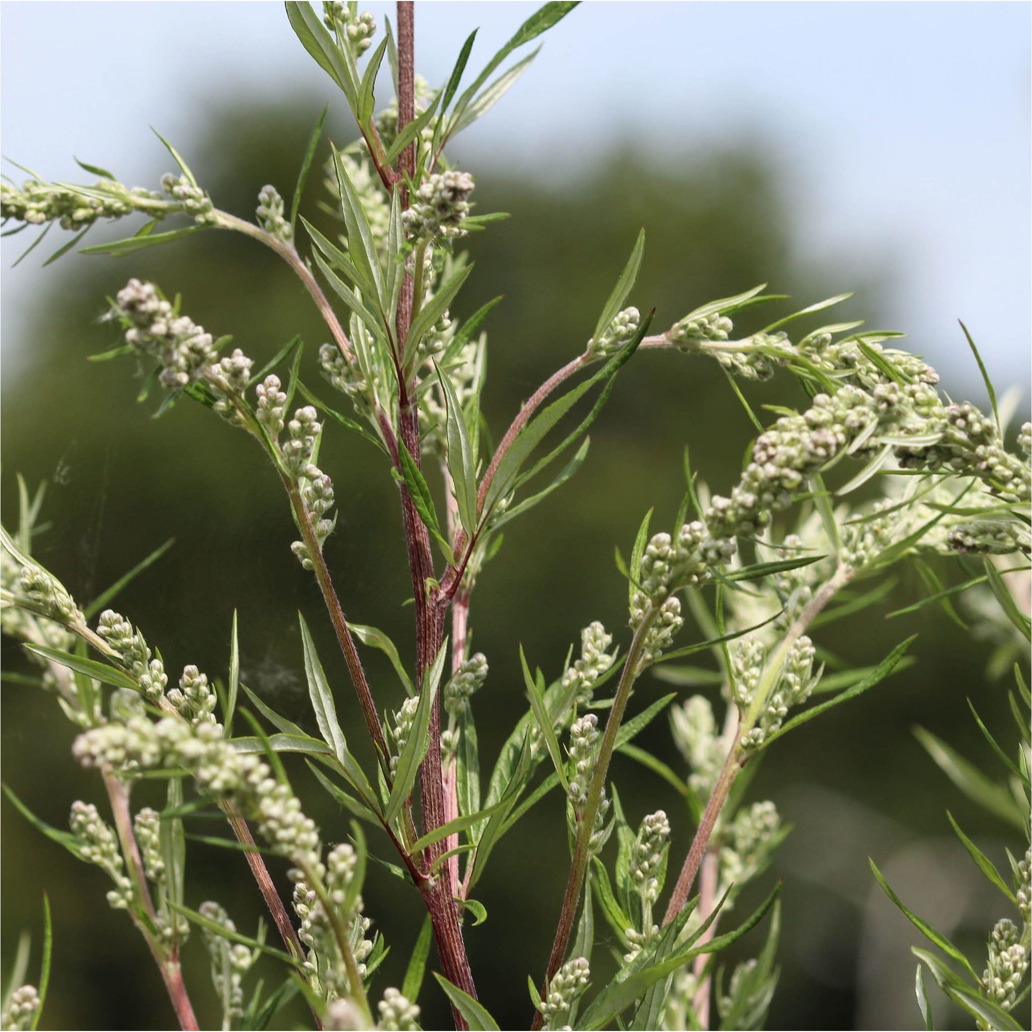 Bijvoet bestellen? | Biologische tuinplant | Inheems