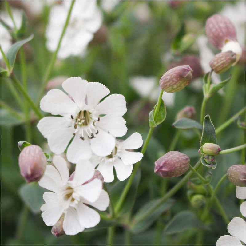 Biologische blaassilene met witte bloemen