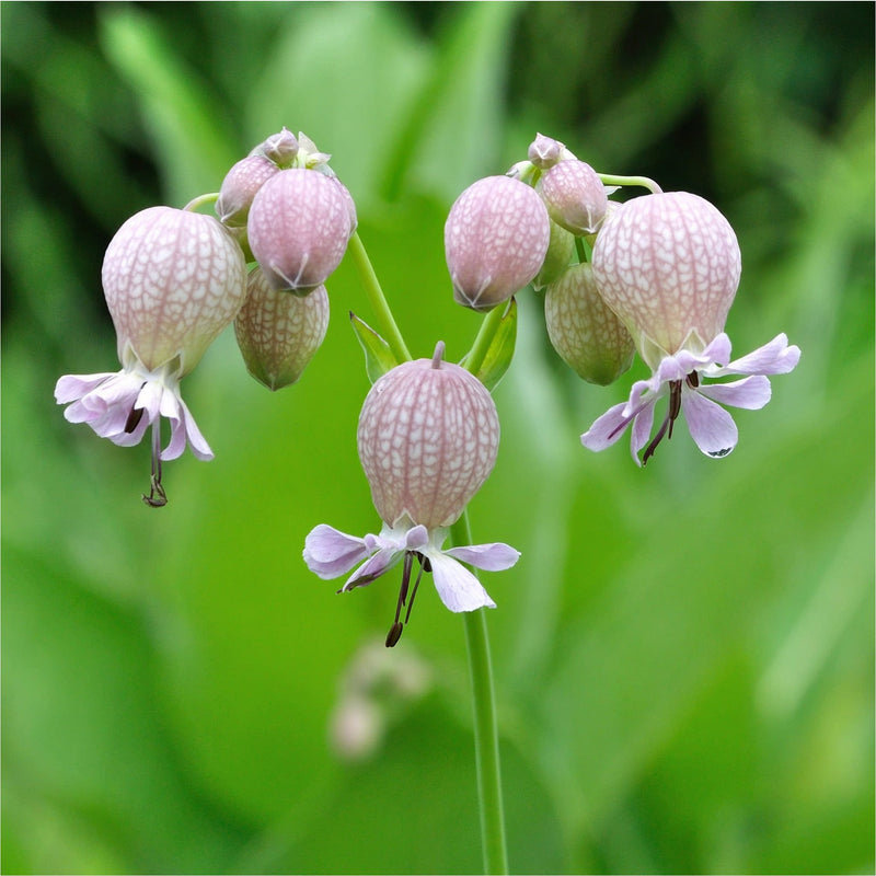 Blaassilene