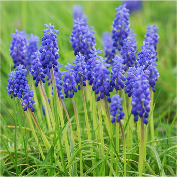 Blauwe druifjes Blauwe druifjes