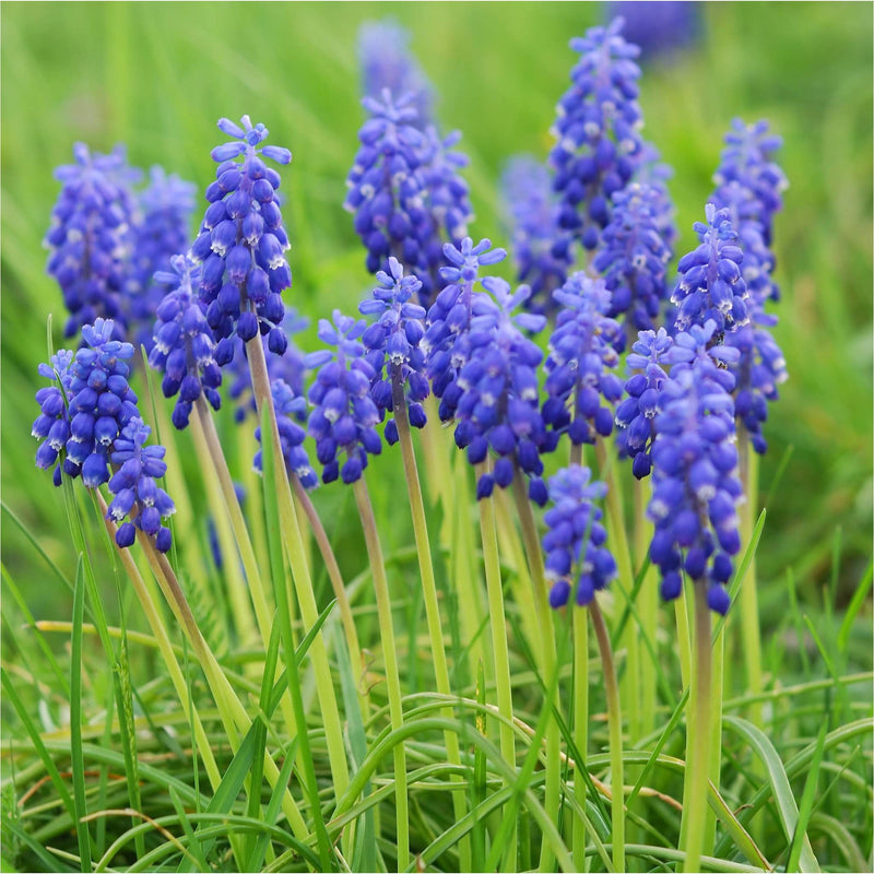 Biologische blauwe druifjes
