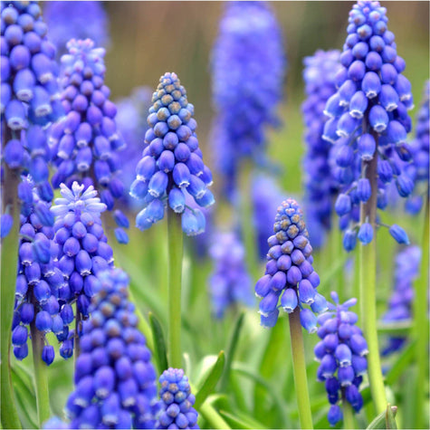 Blauwe druifjes Blauwe druifjes