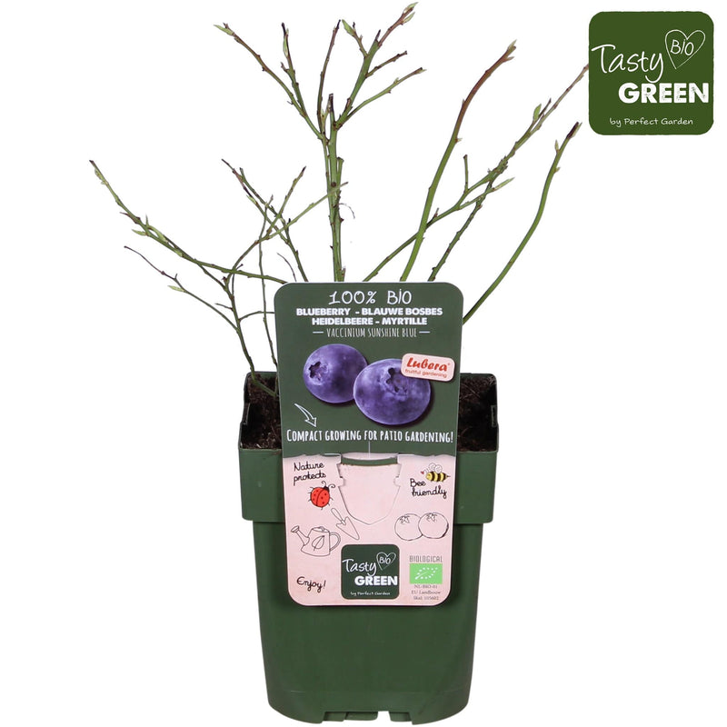 bio blauwe bes in potje