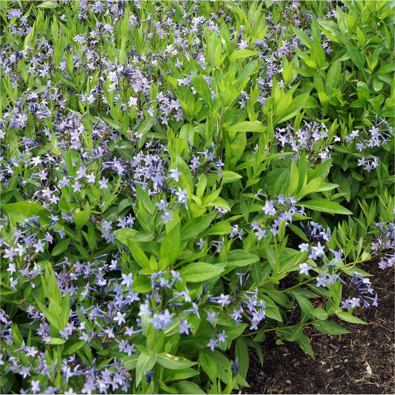 Een border vol blauwe ster met groene, smalle bladeren en trosjes stervormige blauwe bloemetjes.