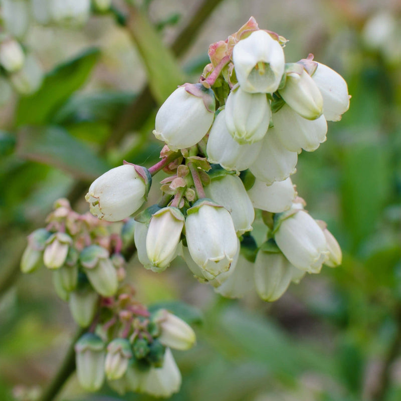 Biologische bloem van blauwe bes sunshine blue