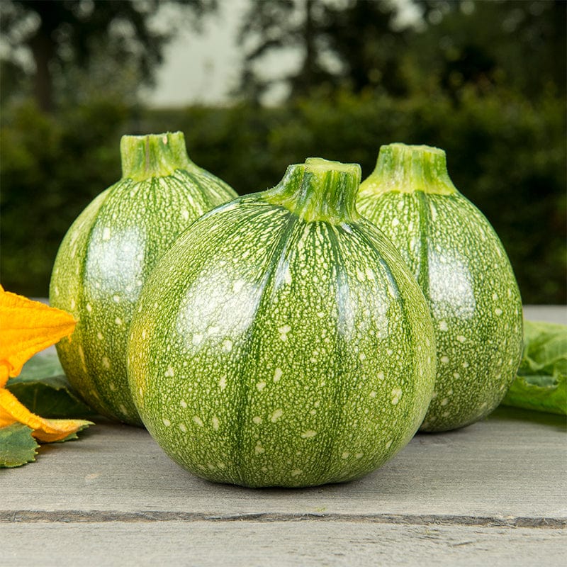 Bolcourgette Ola Redonda - Zaden