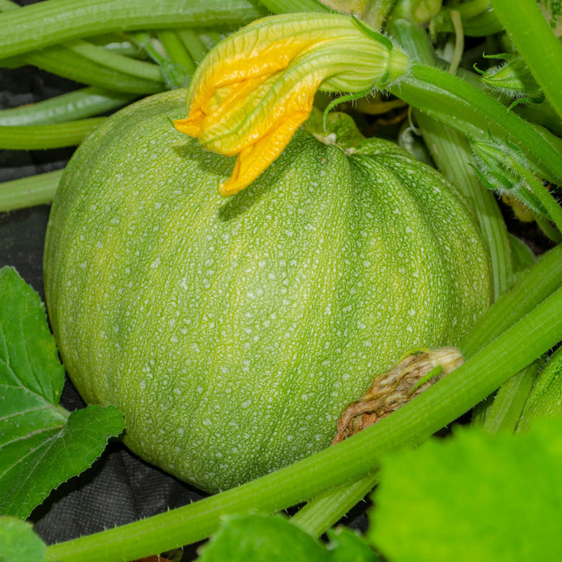 bolcourgette, grote groene ronde courgette met gele bloem