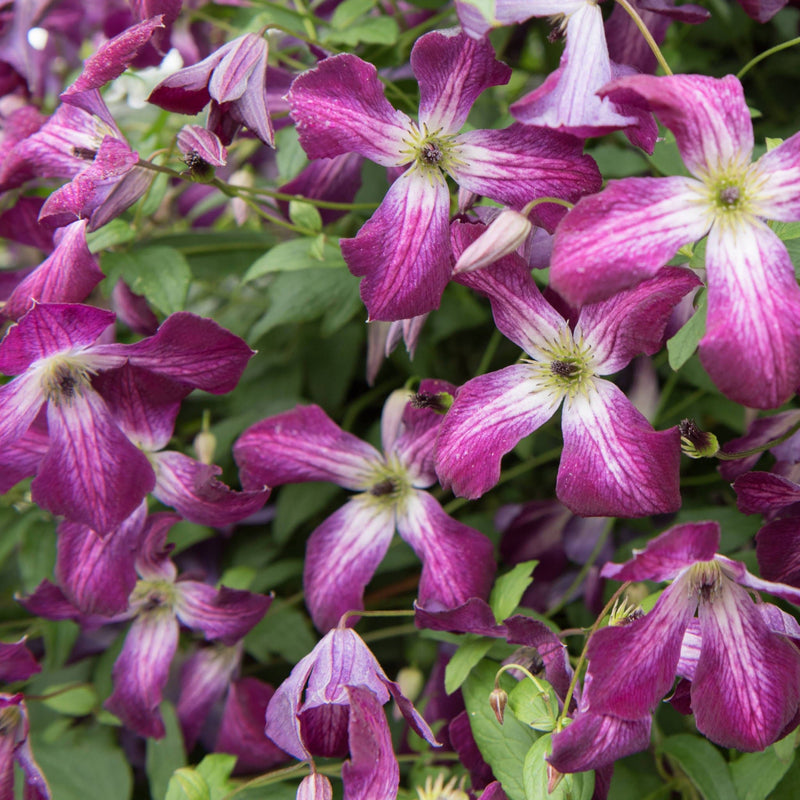 Clematis Viticella, grote paars met witte bloemen