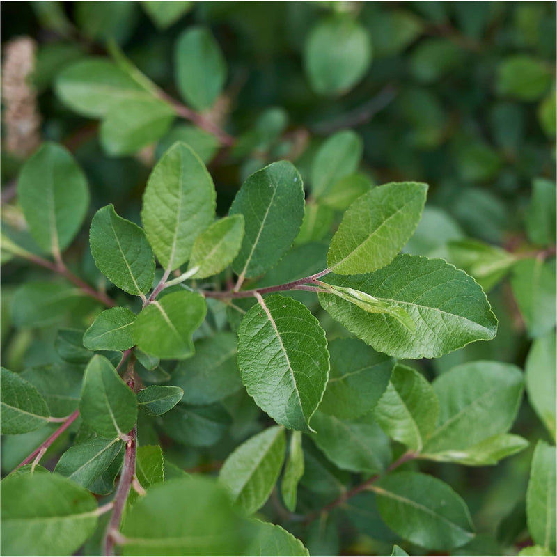 bladeren van de boswilg