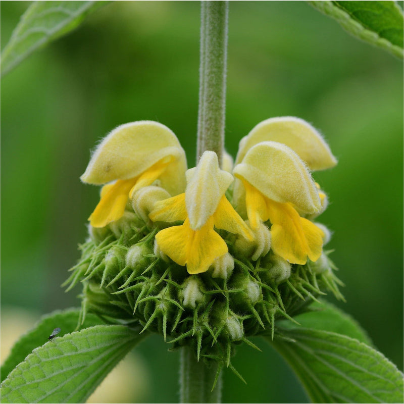 brandkruid, close up van bloem
