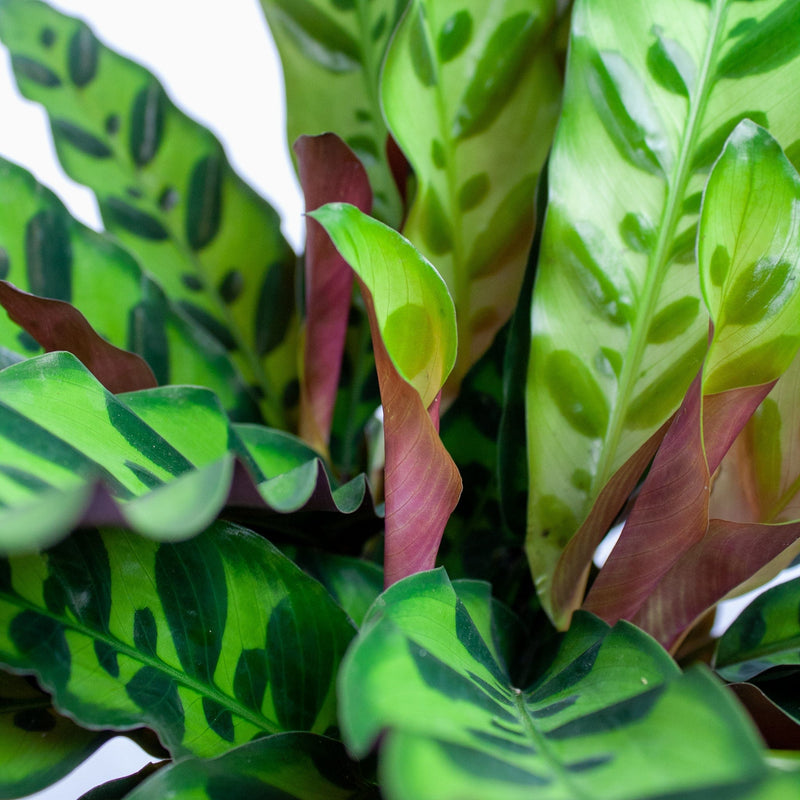 close up nieuw blad calathea lancifolia