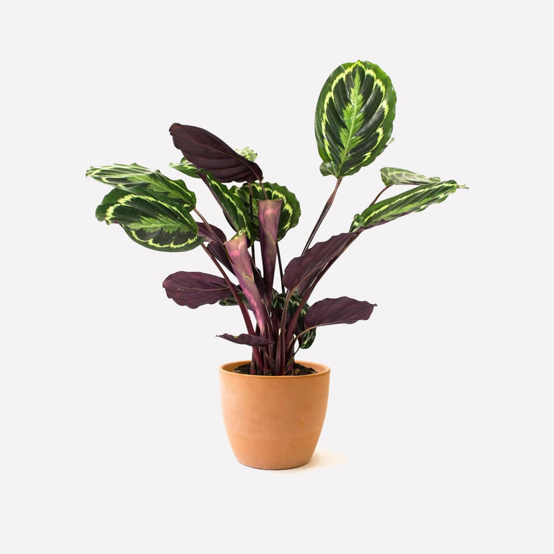 Kamerplant calathea medaillon in terracotta pot